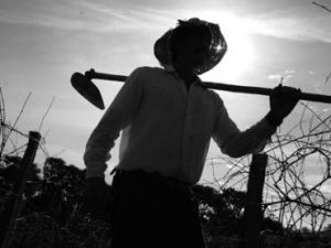 Read more about the article Trabalhador Rural – Direito à Aposentadoria